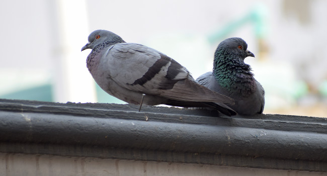 Ochrana proti holubům 